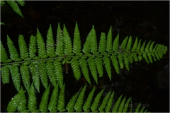 Microlepia speluncae